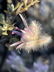 Ptilotus whitei