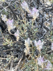 Ptilotus whitei