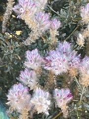 Ptilotus whitei