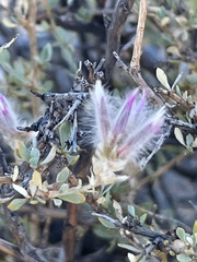 Ptilotus whitei