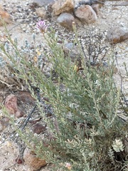 Ptilotus whitei