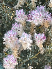 Ptilotus whitei