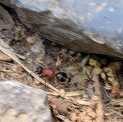 Neotrogaspidia pustulata