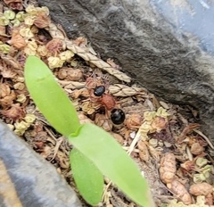 Neotrogaspidia pustulata