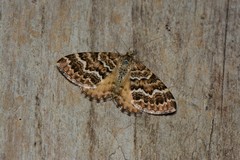 Chrysolarentia heliacaria