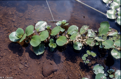 Ludwigia helminthorrhiza