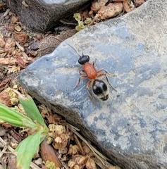 Neotrogaspidia pustulata