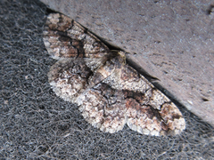Satoblephara parvularia