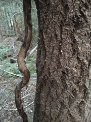 Toxicodendron diversilobum