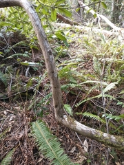 Toxicodendron diversilobum