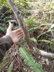 Toxicodendron diversilobum