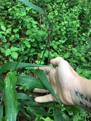 Dichanthelium latifolium