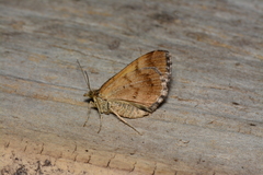 Chrysolarentia heliacaria