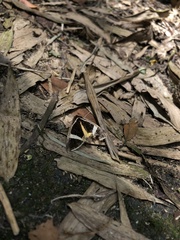 Fodina contigua