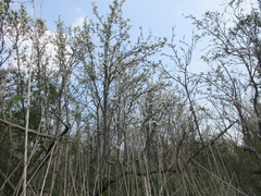 Pyrus