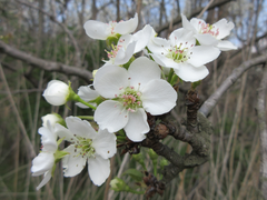 Pyrus