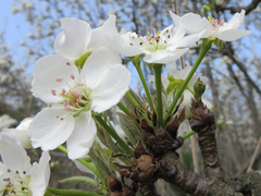 Pyrus