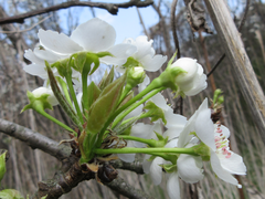 Pyrus