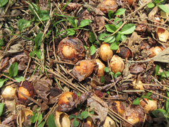 Ginkgo biloba
