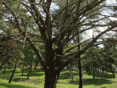 Ginkgo biloba