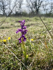 Anacamptis morio