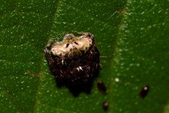 Arkys speechleyi
