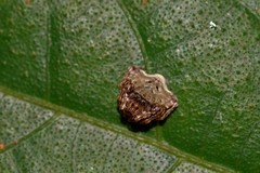 Arkys speechleyi