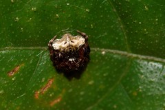 Arkys speechleyi