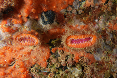 Monomyces rubrum