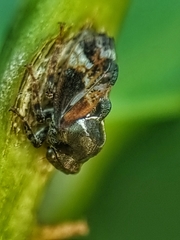 Ebhul
