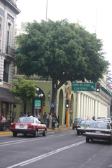 Ficus benjamina