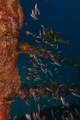 Forsterygion maryannae