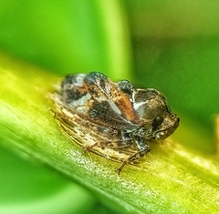 Ebhul
