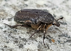 Protaetia morio