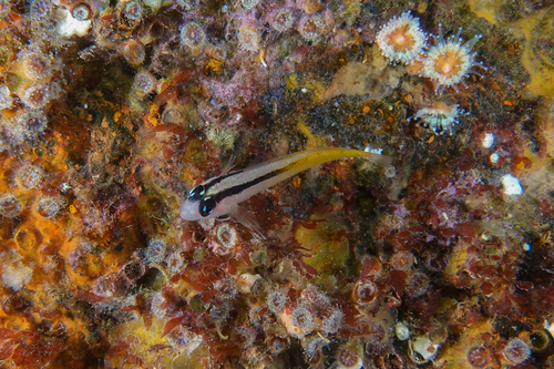Yellowblack triplefin (Forsterygion flavonigrum) — Tripterygiidae — 3
