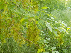 Acer negundo interius