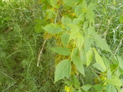 Acer negundo interius