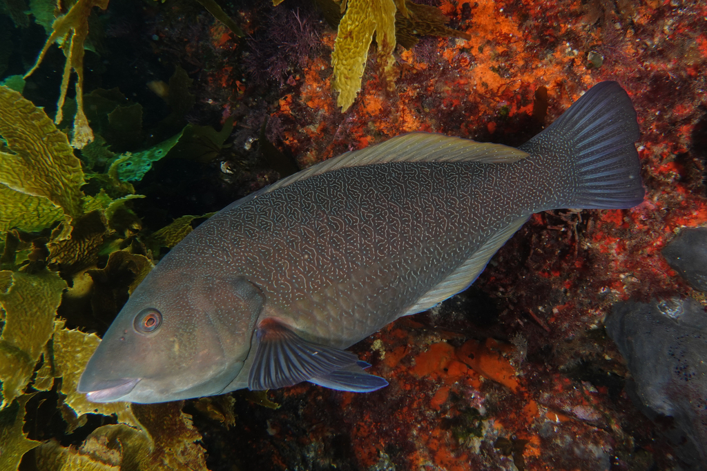 Green Wrasse