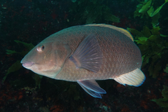 Notolabrus inscriptus