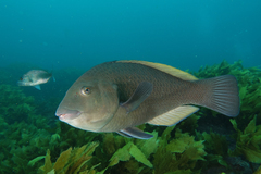 Notolabrus inscriptus