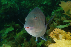 Notolabrus inscriptus