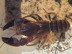 Euastacus australasiensis