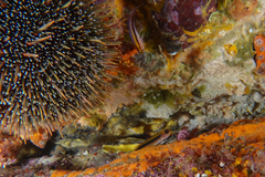 Forsterygion maryannae