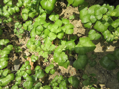 Adoxa moschatellina