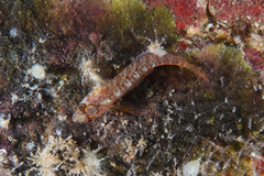 Notoclinops yaldwyni