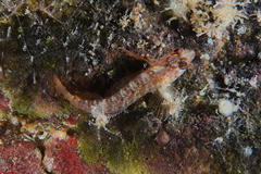 Notoclinops yaldwyni