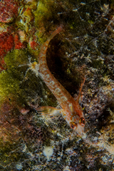 Notoclinops yaldwyni