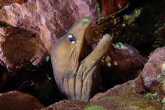Gymnothorax nubilus