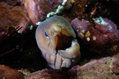 Gymnothorax nubilus