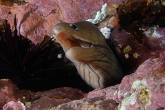 Gymnothorax nubilus